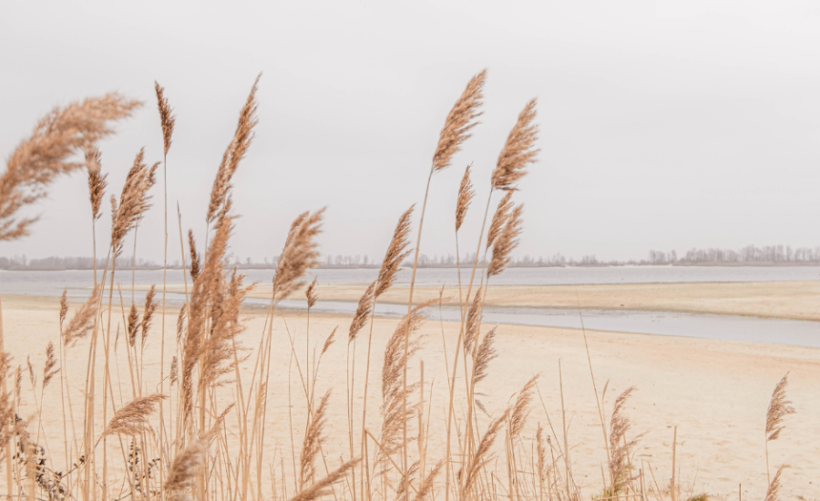 beach grass